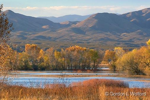 Bosque del Apache_72716.jpg - Photographed in the Bosque del Apache National Wildlife Refuge near San Antonio, New Mexico USA. 